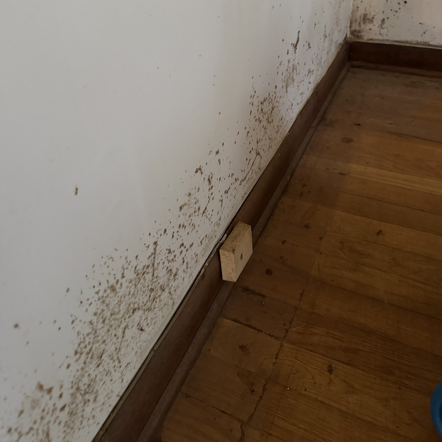 Mold & Contamination